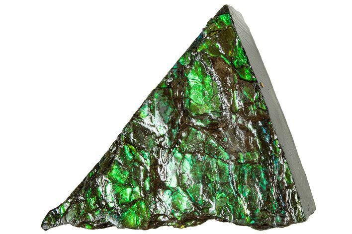 Iridescent Ammolite (Fossil Ammonite Shell) - Alberta #311421